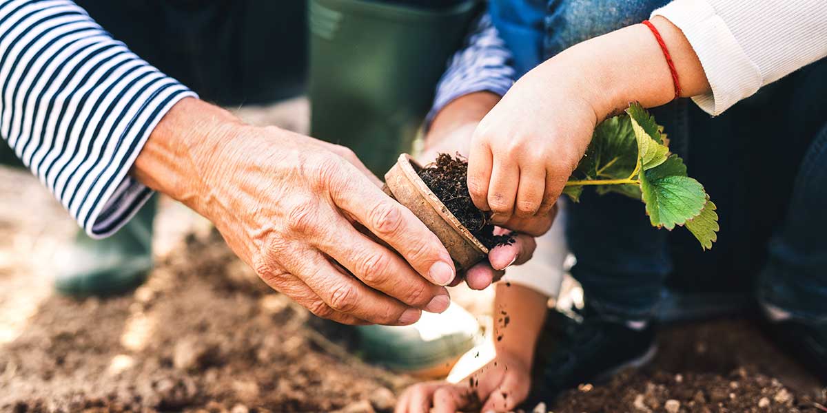 Grandparent gardening with child